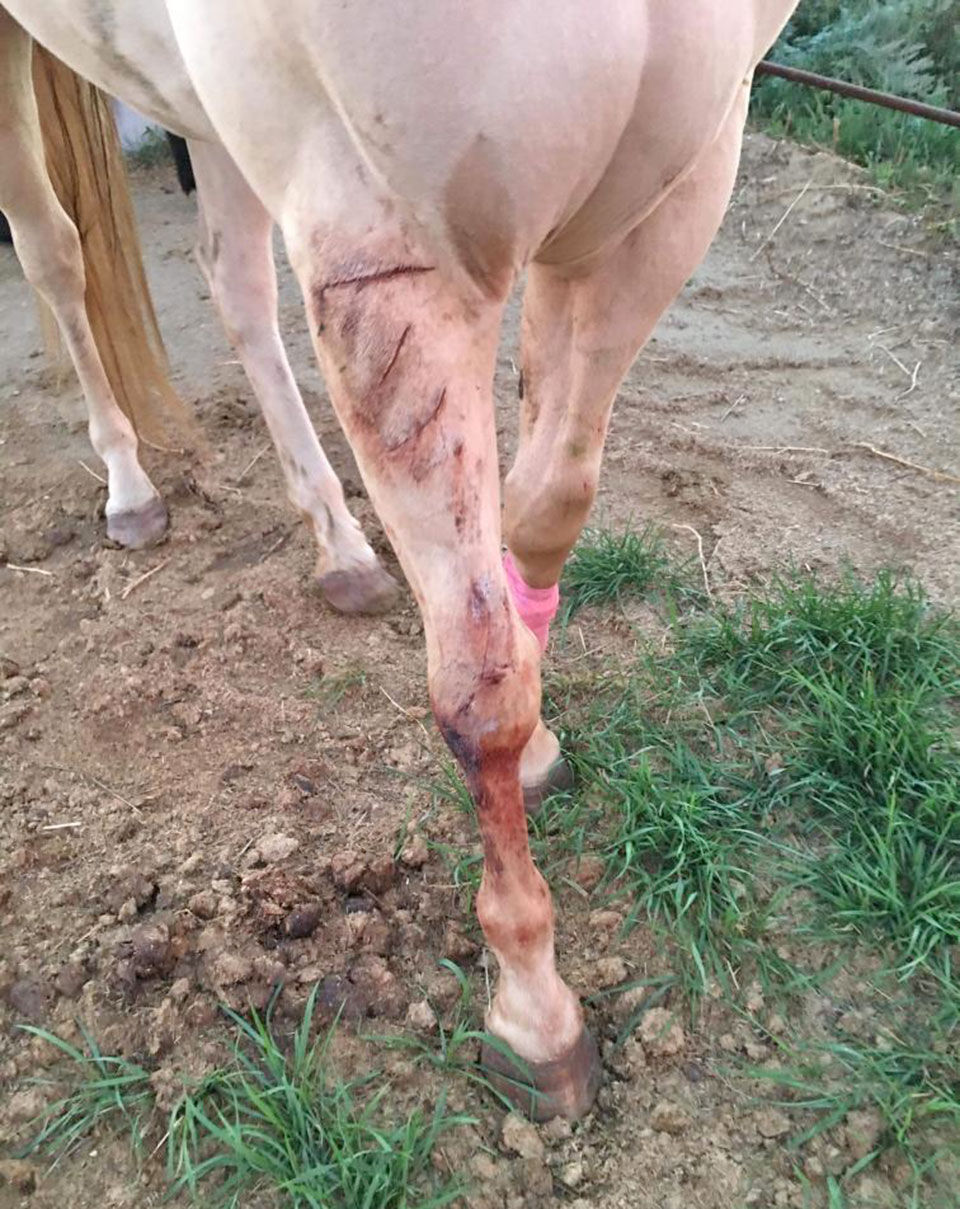 Dogs attack horses on trail ride